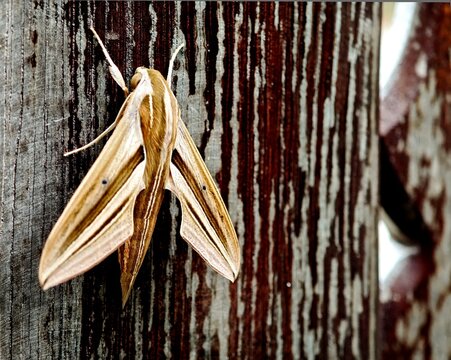 A brown and white moth on the wooden fence