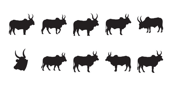 Guzerat cattle silhouette collection. Professional set of Zebu cows and bulls featuring distinctive horns and humps. Ideal for livestock ranching and agriculture branding.