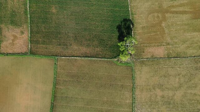 Aerial view of Terraced Green Rice Field in East Aceh, Sumatera. Showcasing sustainable agriculture and breathtaking natural landscape.