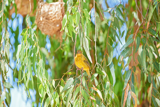Background, nature and spring with bird in tree of green environment for wildlife conservation. Animal, leaves and sunshine with golden weaver on branch in natural habitat for protection of ecosystem