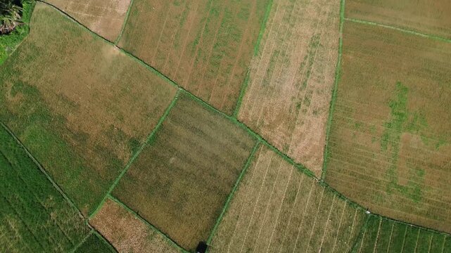 Aerial view of Terraced Green Rice Field in East Aceh, Sumatera. Showcasing sustainable agriculture and breathtaking natural landscape.