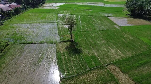 Aerial view of Terraced Green Rice Field in East Aceh, Sumatera. Showcasing sustainable agriculture and breathtaking natural landscape.
