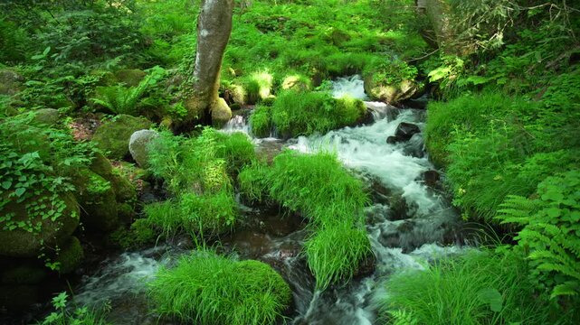 鳥取県の春の奥大山木谷沢渓流_10bit_4:2:2