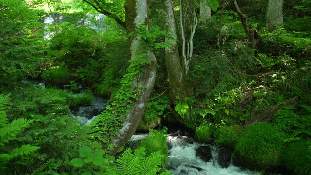 鳥取県の春の奥大山木谷沢渓流_10bit_4:2:2