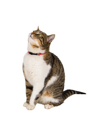 Fototapeta premium Full length portrait of funny curious cat, wearing red collar, looking up for something interesting, want to play, isolated on transparent background with copy space