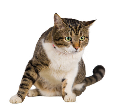 Full length portrait of attentive curious striped cat seated on the floor looking aside with big eyes. Tabby adorable kitten playing isolated on transparent background