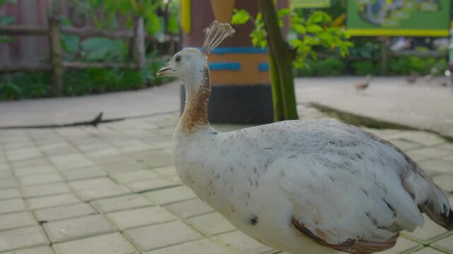 White peafowl peahen portrait standing in park with elegant feather crest and soft plumage