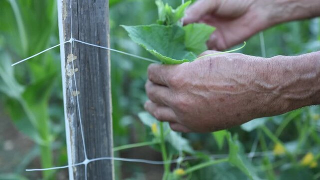 Gardener Hands Training Cucumber Plant on Garden Trellis