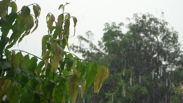 Cinematic close-up shot of tropical green leaves being pelted by heavy monsoon rain with a blurred garden background during a storm in 4k slow motion.
