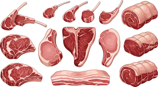 Raw Meat Cuts Collection Illustration with Beef Steaks, Lamb Chops, Bacon, and Butcher Style Protein Food Vector Set