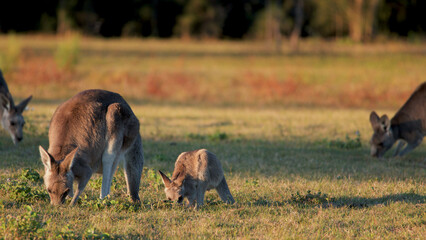 Eastern Grey Kangaroo and Joey Grazing in Golden Hour Sunlight © blueringmedia