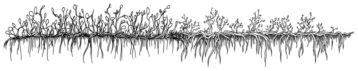 Underground roots and surface plant vegetation in hand drawn sketch style © Kaz
