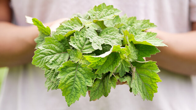 patchouli farmer with harvested leaves in hands on farm or plantation in indonesia