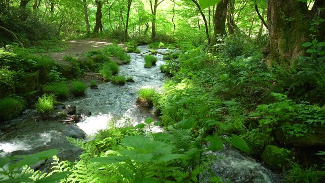 鳥取県の春の奥大山木谷沢渓流_10bit_4:2:2_チルト
