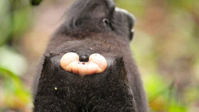 ischial callosities, or sitting pads, of a Celebes or sulawesi black crested macaque or monkey, macaca nigra, north sulawesi, indonesia