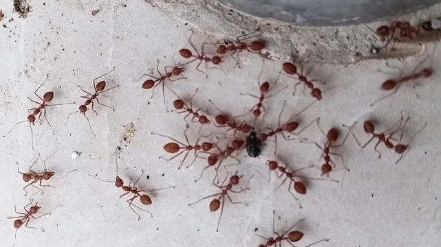 A Colony Of Red Weaver Ants Cooperating Together To Hold And Bite A Captured Prey In Their Natural Habitat