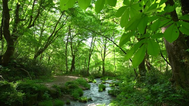 鳥取県の春の奥大山木谷沢渓流_10bit_4:2:2