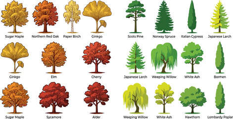 Detailed Tree Species Vector Set Featuring Deciduous and Coniferous Varieties with Labeled Illustrations for Botanical, Garden, and Digital Media Designs © Sultana