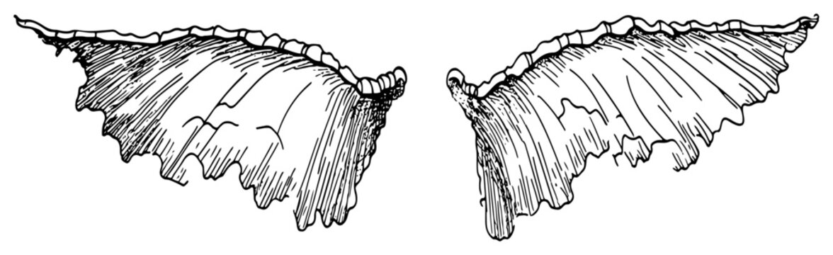 Dragon wings with torn leathery texture in hand drawn ink sketch style