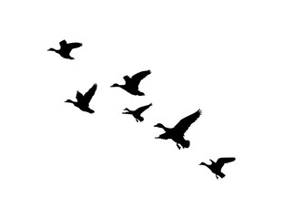 flock of ducks PNG. ducks flying in the air, flock of flying ducks isolated on transparent background.  © Ali
