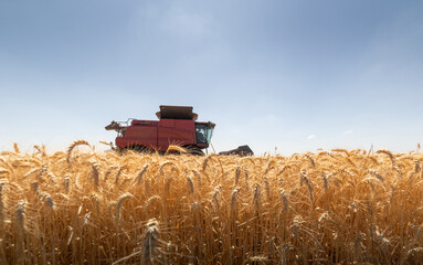 Fototapeta premium Red combine harvester working in golden wheat field during summer harvest under blue sky