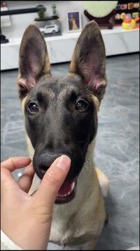 German Shepherd Dog Smiling with Human Hand Holding Chin in Indoor Home Setting