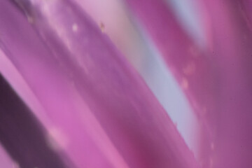 makro nah blume pink © fotorena.de