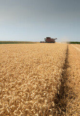 Fototapeta premium combine harvester working in golden wheat field during summer harvest.Vertical image.