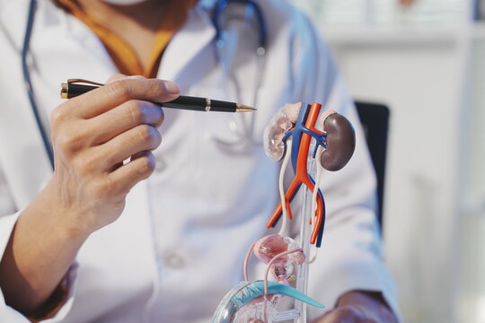 A professional male physician, wearing a white lab coat, is presenting a detailed anatomical model of the kidneys, urinary tract, and male reproductive organs to a patient, while explaining kidney fun