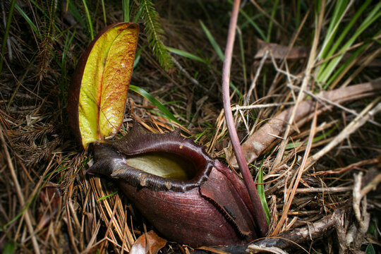 Pitcher of Nepenthes rajah with tree shrew droppings, Sabah, Malaysian Borneo