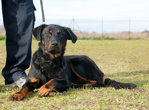 frech beauceron with owner