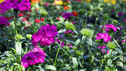 Fototapeta premium Close Up of Magenta Sweet William Flowers in a Bangkok Garden
