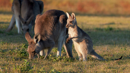 Joey and Adult Eastern Grey Kangaroo Grazing in Golden Sunset Light © blueringmedia