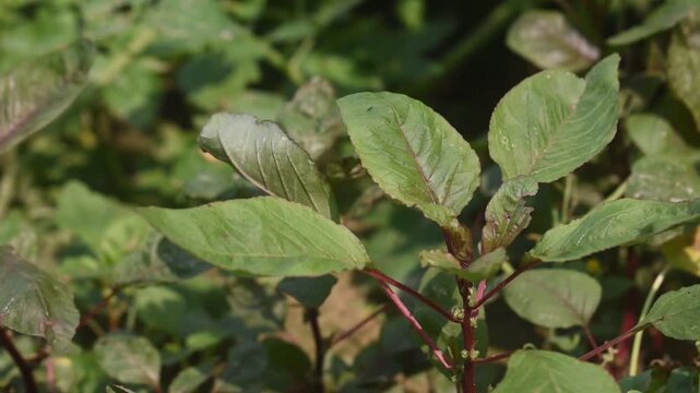 Amaranthus amaranth leaves growing fresh in natural garden environment.
