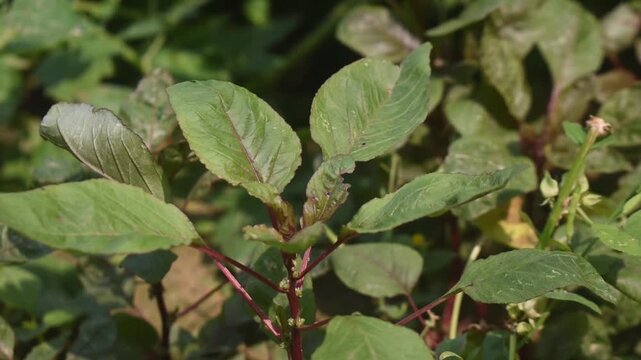 Amaranthus amaranth leaves with vibrant green texture in sunlight.