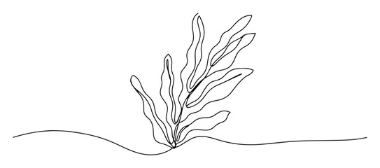 seaweed line drawing illustration © Wieslaw