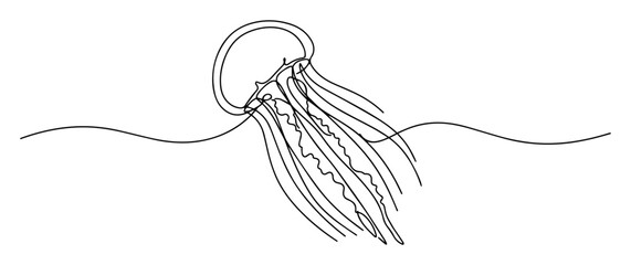 jellyfish line art illustration © Wieslaw