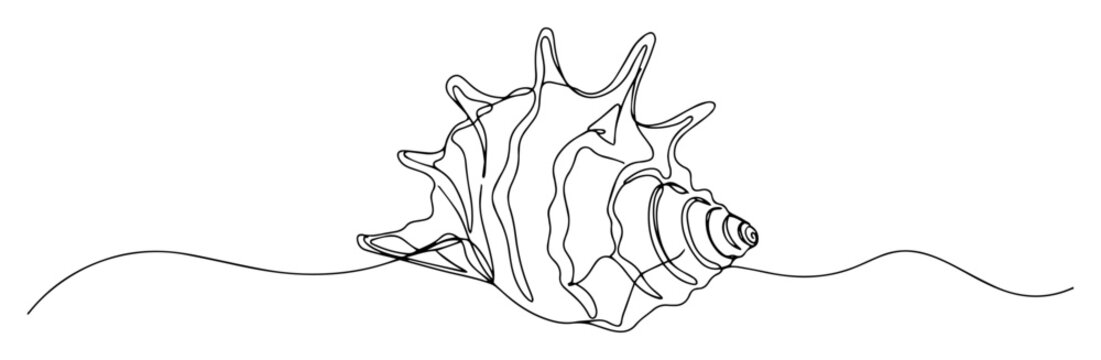 conch shell line art drawing