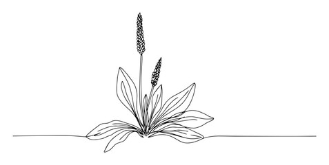 plantain herb line art drawing © Wieslaw