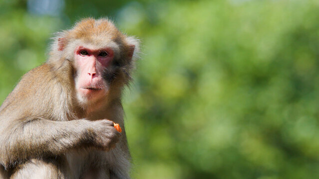 Close-up Portrait of a Rhesus Macaque Eating Fruit in Sunlight