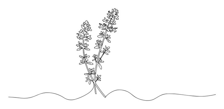 thyme herb plant line drawing
