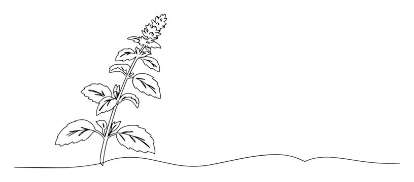 peppermint plant line art illustration