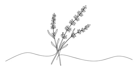 lavender flower line drawing © Wieslaw
