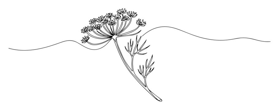 dill flower line art illustration