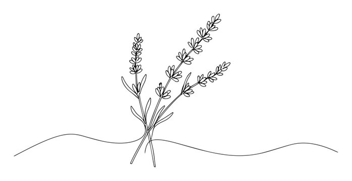 lavender flower line drawing