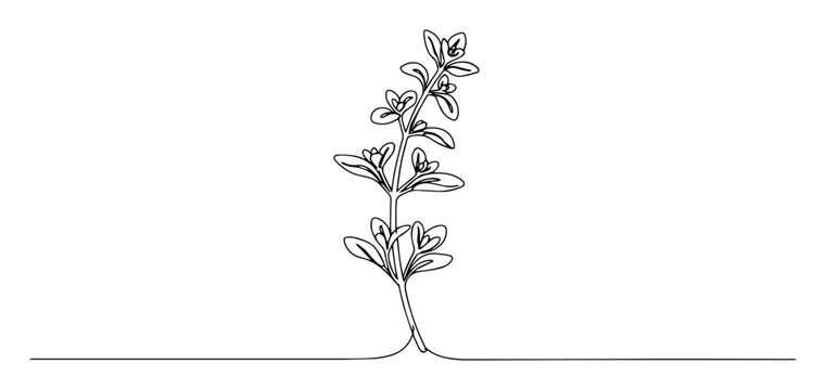 oregano plant line drawing