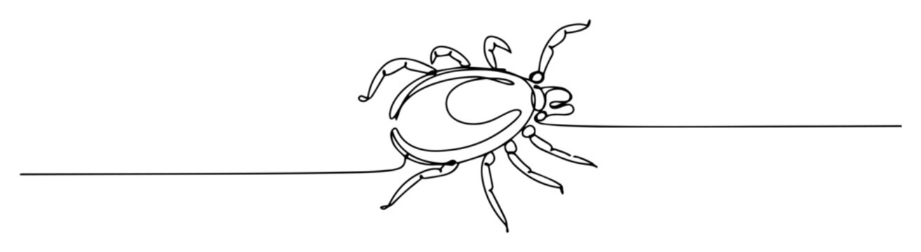 tick insect top view line drawing