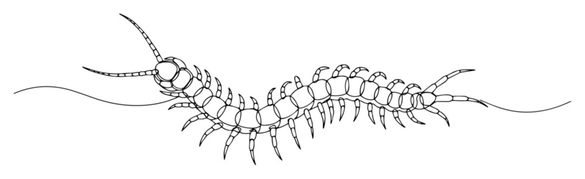 centipede line drawing illustration