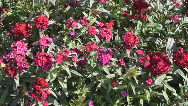 Dianthus barbatus sweet william flower blooming in bright sunlight.
