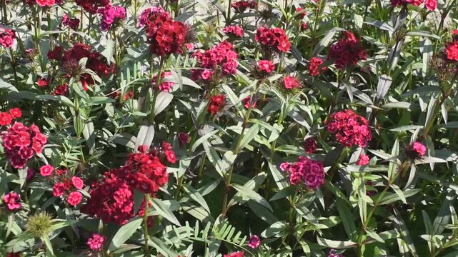 Dianthus barbatus sweet william flower with vibrant colorful petals.